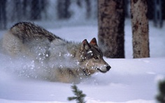 Ein Wolf im Schnee des Nationalparks